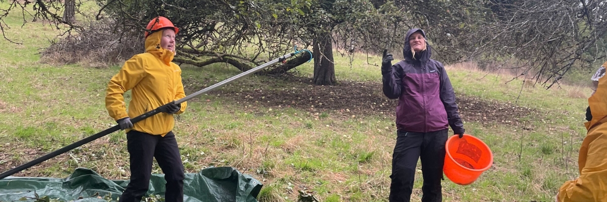 Streuobstwiesen-Pflege im Naturpark Schwäbisch-Fränkischer Wald